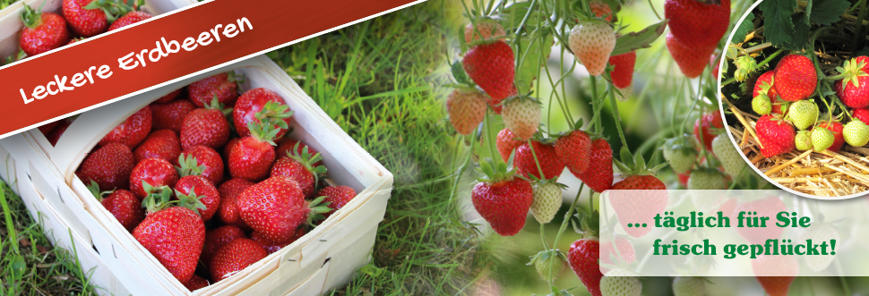 Leckere Erdbeeren - täglich frisch für Sie gepflückt.